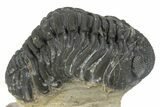 Phacopid (Morocops) Trilobite - Foum Zguid, Morocco #243882-3